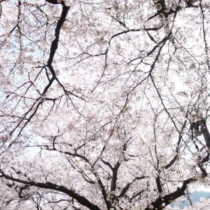 Sakura canopy