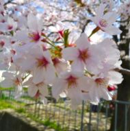 Sakura (Somei Yoshino variety)